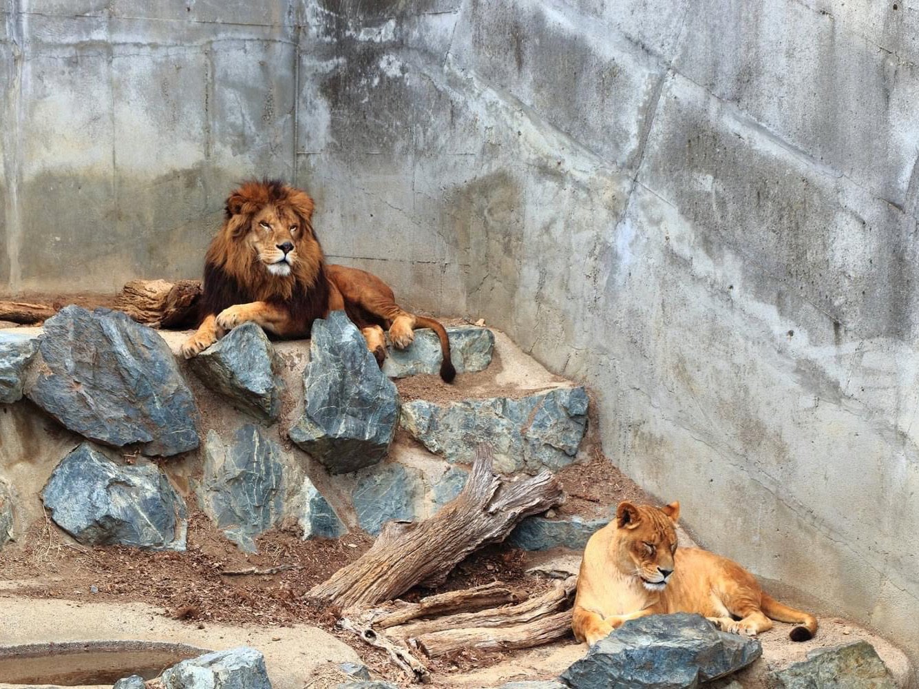 🦁 히타치시 카미네 동물원